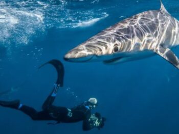 Chris from Madagascar Film and Photography underwater taking a photo of a shark
