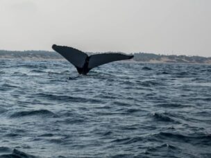 Whale tale disappearing into the ocean in front of the horizon