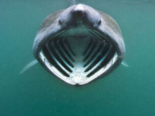 A basking shark swims directly towards the camera with its huge mouth agape as it munches on plankton