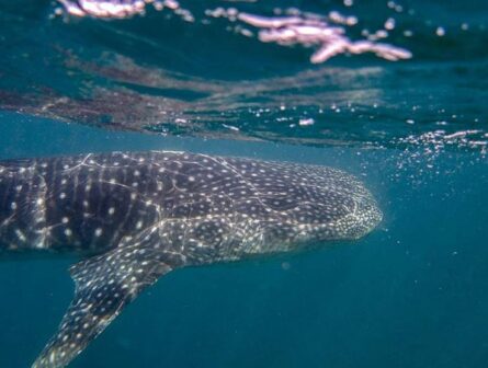 whale shark Whale shark swimming in the ocean