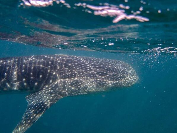 Whale shark swimming in the ocean